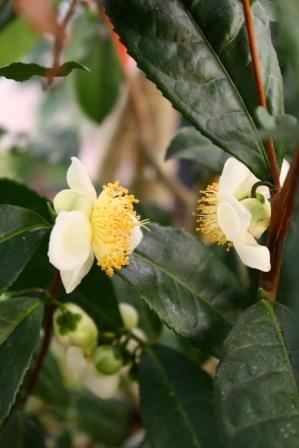 Tea Camellia,Camellia sinensis var. sinensis, copyright � almostedenplants.com